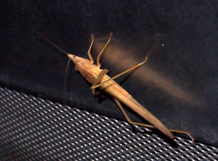 Euconocephalus varius