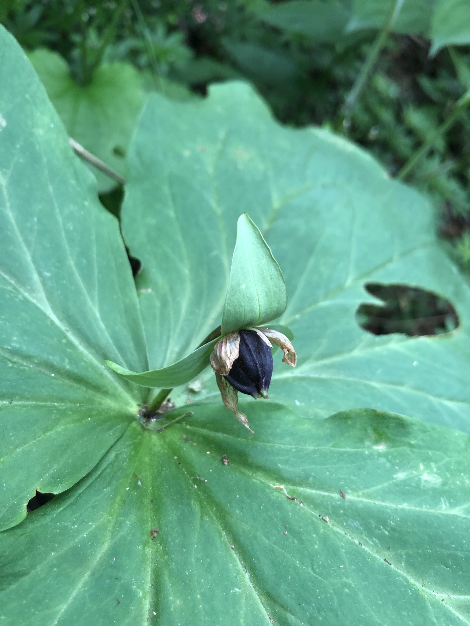 Trillium Tschonoskii Maxim.