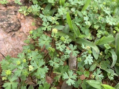 Hydrocotyle batrachium
