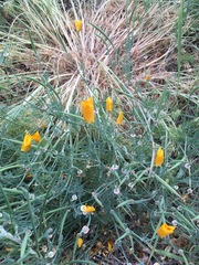 Eschscholzia californica californica