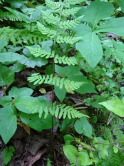 Cystopteris bulbifera