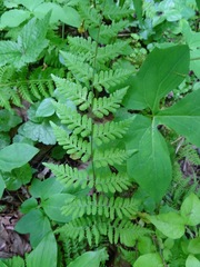 Cystopteris bulbifera