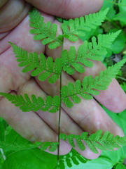 Cystopteris bulbifera