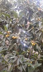 Eriobotrya japonica