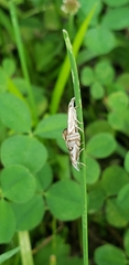 Nomophilini