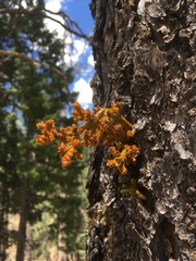 Arceuthobium vaginatum