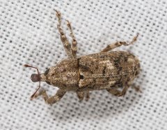 Gasterocercus depressirostris