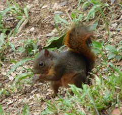 Sciurus granatensis