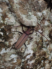 Aegolipton marginale