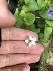 Viola pallens
