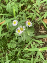 Erigeron philadelphicus