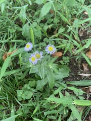 Erigeron philadelphicus