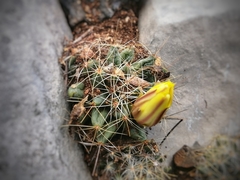 Mammillaria sphaerica