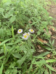 Erigeron philadelphicus