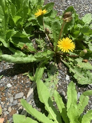 Taraxacum