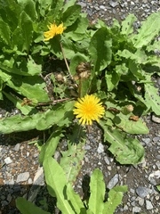 Taraxacum