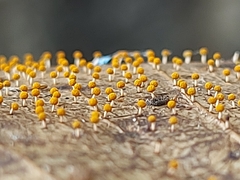 Physarum melleum