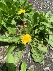 Taraxacum
