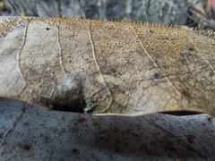 Physarum melleum