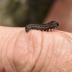 Insecta