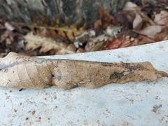 Physarum melleum