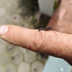 Insecta