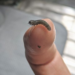 Insecta