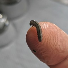Insecta
