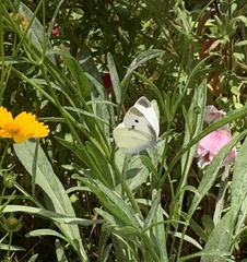 Pieris rapae