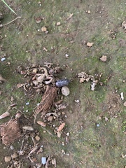 Armadillidium vulgare
