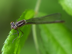 Coenagrion puella