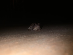 Anaxyrus fowleri
