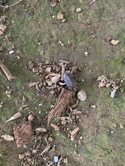 Armadillidium vulgare