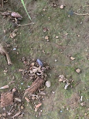Armadillidium vulgare