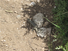 Sceloporus graciosus graciosus