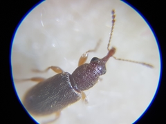 Rhinorhynchus rufulus