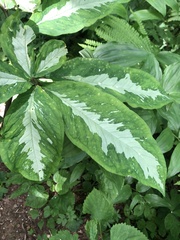 Arisaema serratum