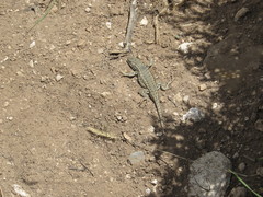 Sceloporus graciosus graciosus