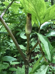 Arisaema serratum