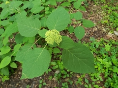 Hydrangea cinerea