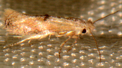 Bucculatrix coronatella