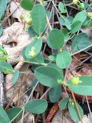 Euphorbia ipecacuanhae
