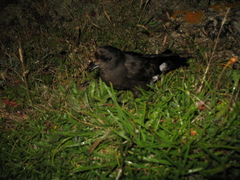 Hydrobates pelagicus