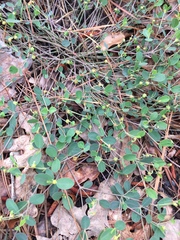 Euphorbia ipecacuanhae