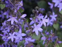 Campanula poscharskyana