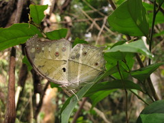 Protogoniomorpha parhassus