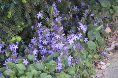 Campanula poscharskyana