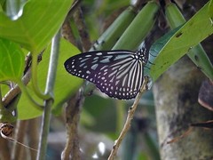 Ideopsis vulgaris macrina
