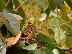 Athyma nefte subrata