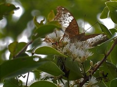 Vindula dejone erotella